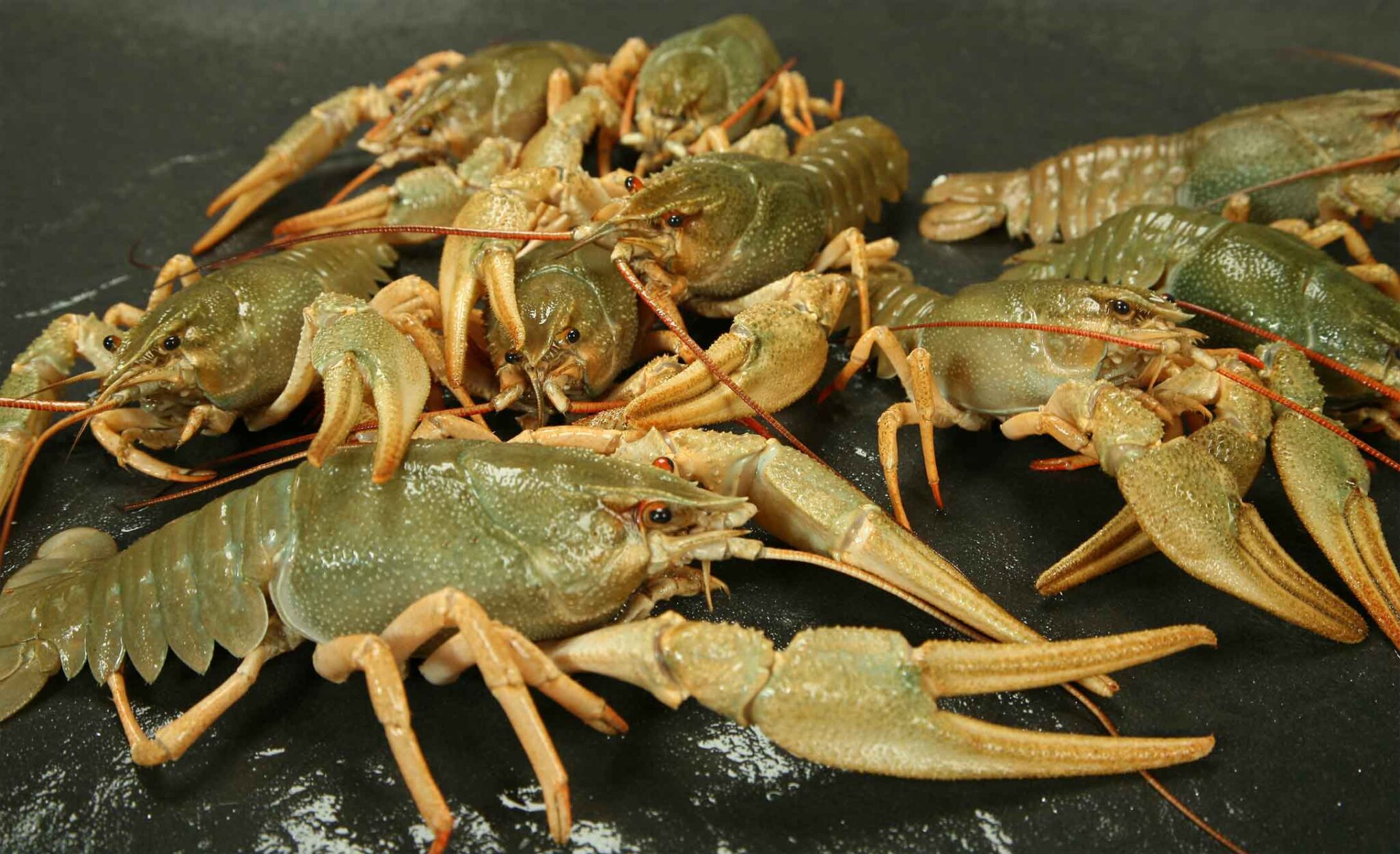 Crayfish vhenchels