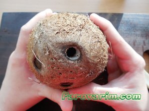 Отверстие в кокосовом орехе